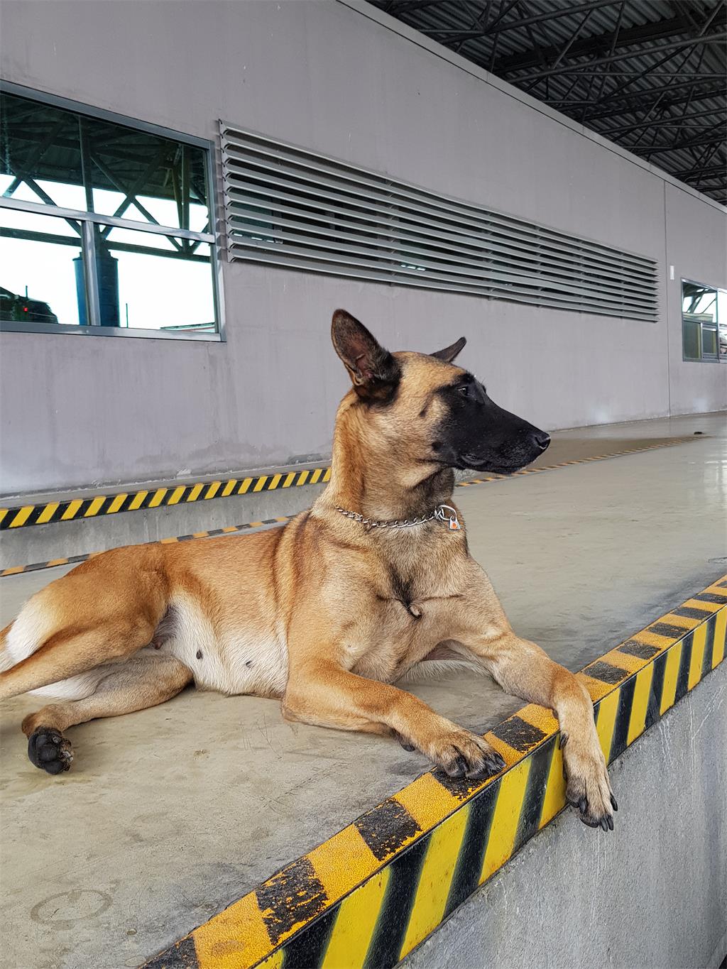 Slika /slike/Nabava%20pasa%20i%20vozila%20za%20prijevoz%20pasa/20190926_123010.jpg